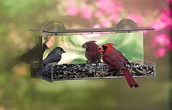 Duncraft Cardinal Mirror Window Bird Feeder On Popscreen