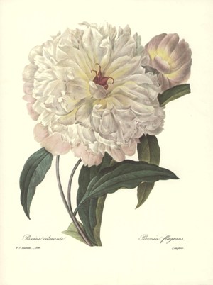 REDOUTE Botanical PINK PEONY Mauve Original Art Print #103