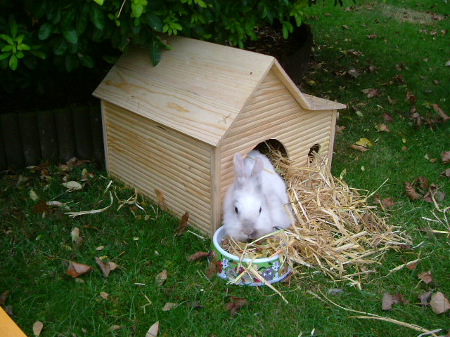 Ginny Pig House. Medium Rabbit guinea pig house