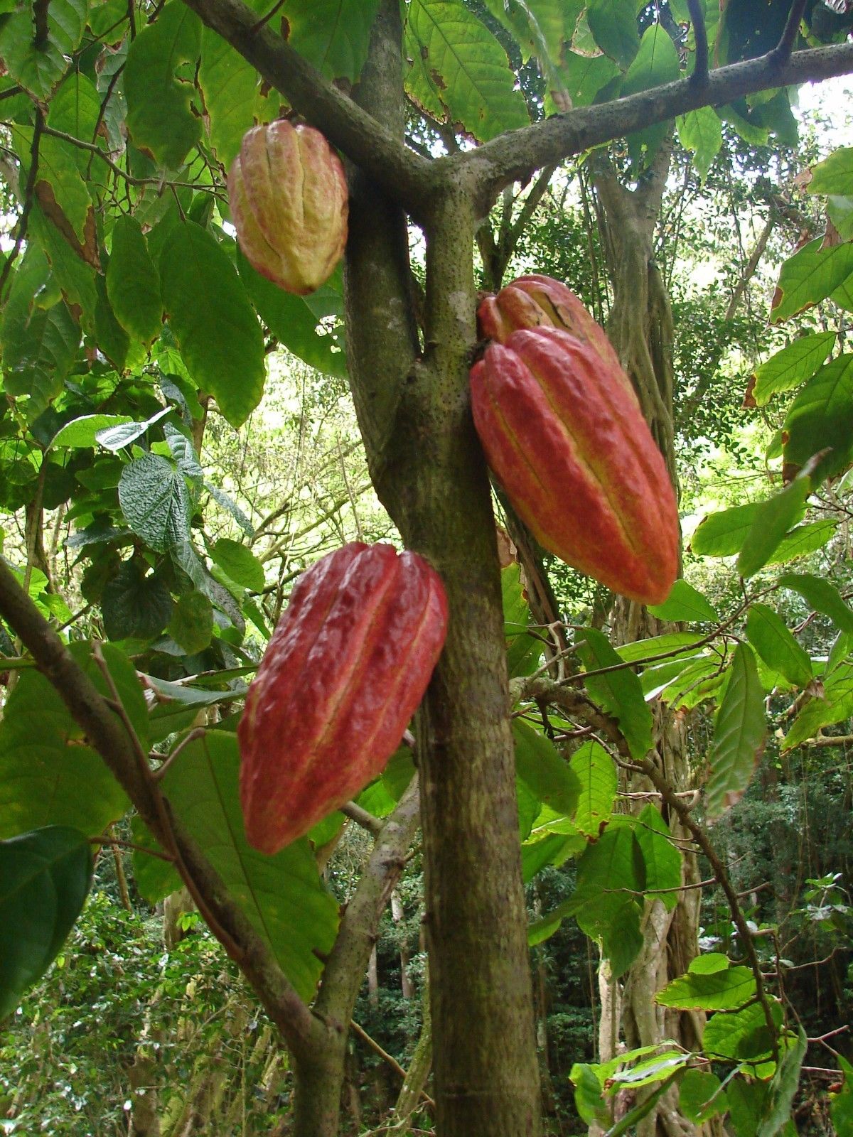polynesian-produce-stand-theobroma-cacao-cocoa-chocolate-tree