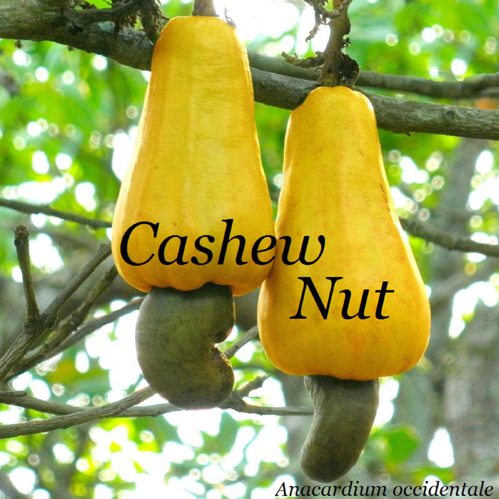 Polynesian Produce Stand : ~CASHEW NUT~ Anacardium occidentale NUT TREE