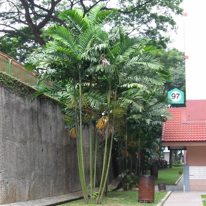 live macarthur palm tree