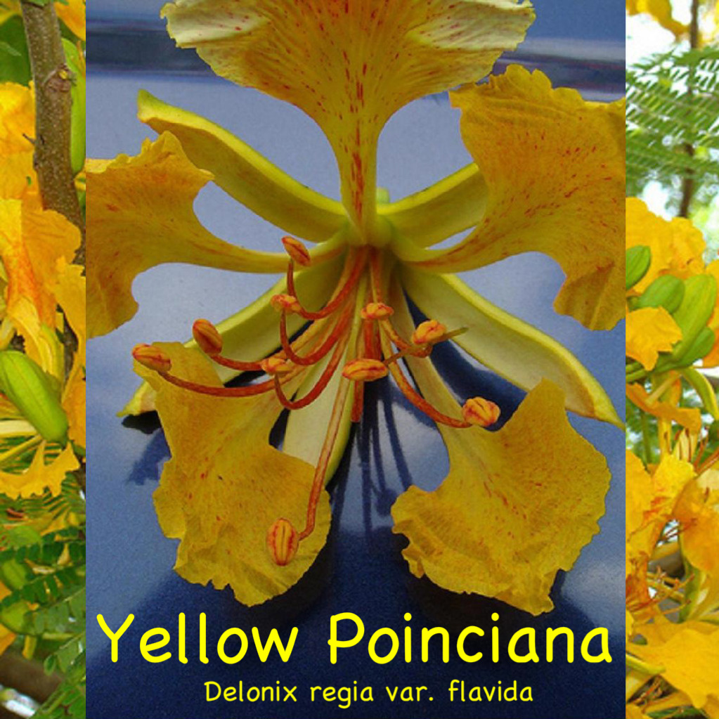 Yellow+poinciana