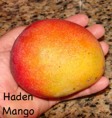 haden mango mangifera indica yummy grafted plant ready live fruit seedling seedlings mangoes green
