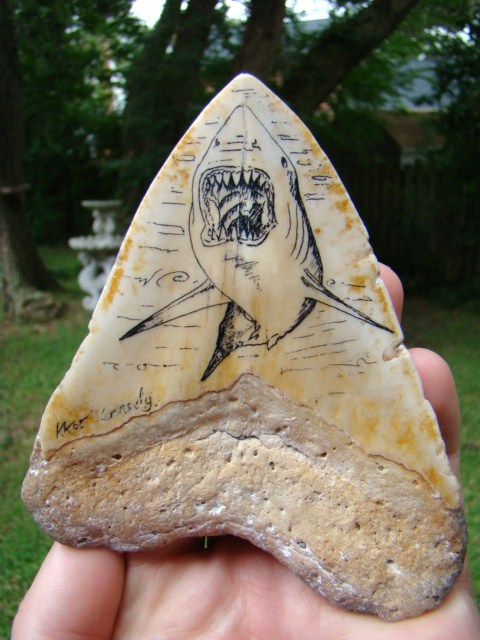 Sharksteeth.com : Scrimshaw Pacific Megalodon Shark Tooth Fossil Teeth