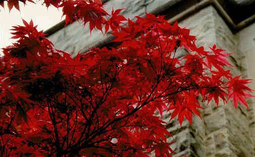 japanese maple bloodgood growth rate. Japanese Red Maple Tree
