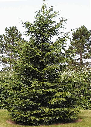 Less : Norway Spruce Tree