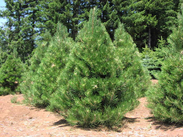 Austrian Pine Tree (Qty 5)