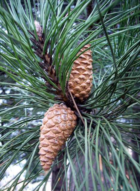 Austrian Pine. Pinus nigra