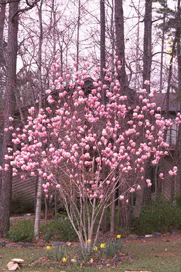 Saucer Magnolia Tree