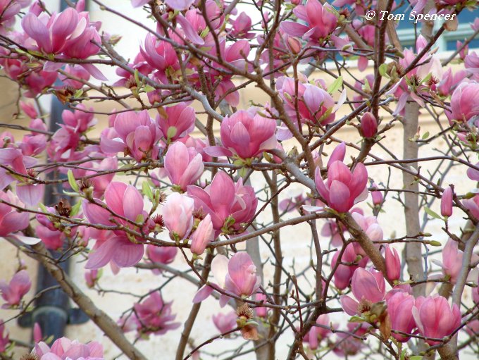 tulip magnolia tree pictures. Saucer Magnolia