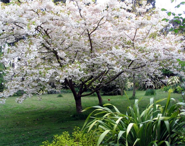 japanese cherry tree pictures. Japanese Flowering Cherry