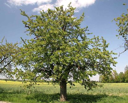 cherry tree. Black Tartarian Cherry