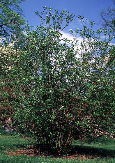 Red+osier+dogwood+bush