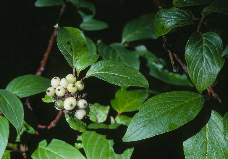 Redosier+dogwood+shrub