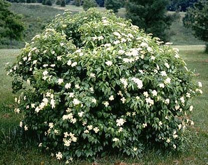 Arrowwood Viburnum