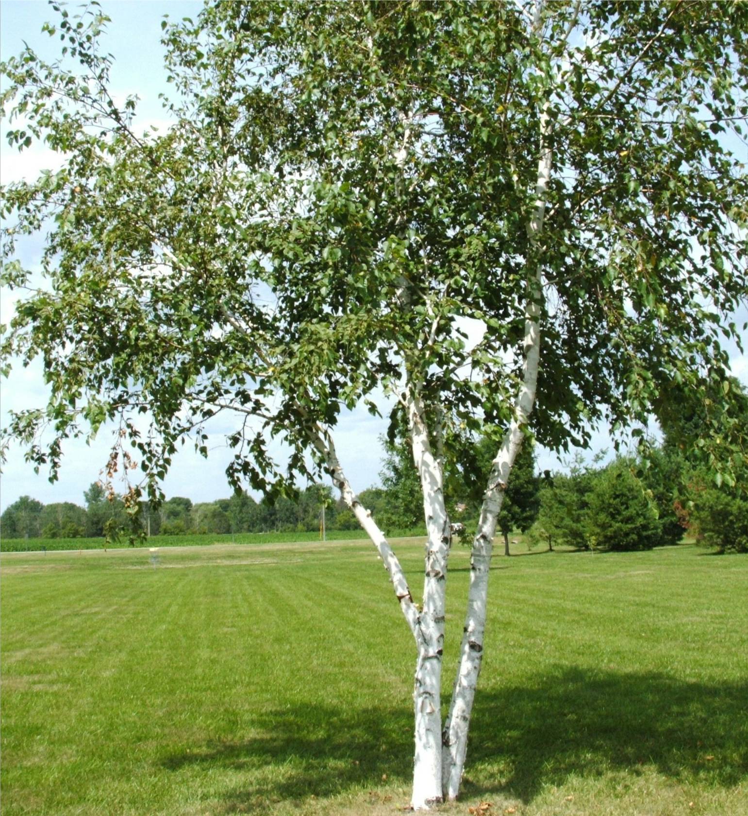 Buy Trees and Shrubs Online For Less Paper Canoe Birch Tree (24 Feet)