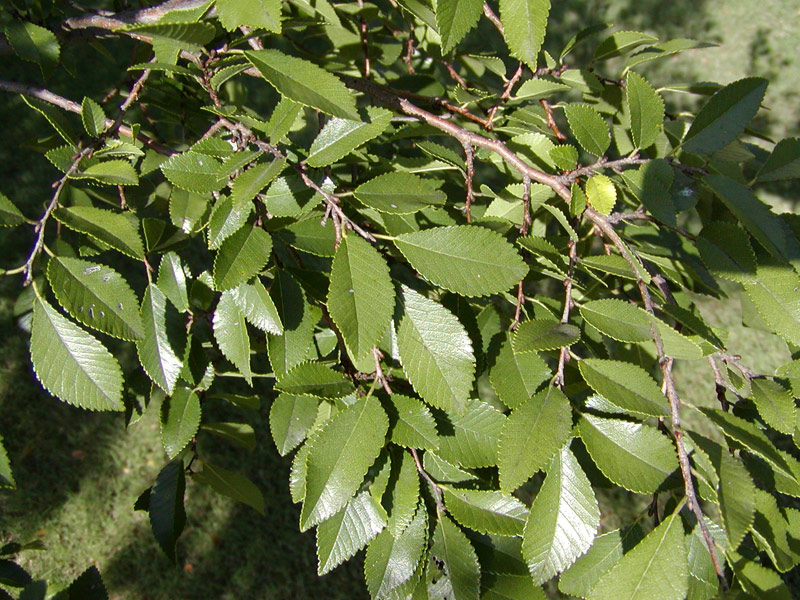 elm tree leaves identification. elm tree leaves