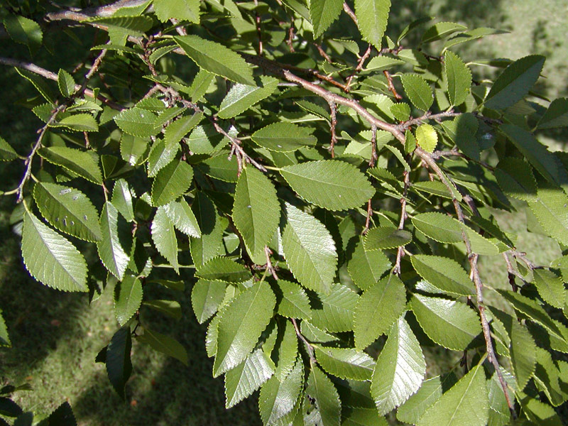 elm tree identification by bark. elm tree pictures.