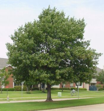 25 Leaf And Tree Finder Ideas Tree Trees To Plant Plants