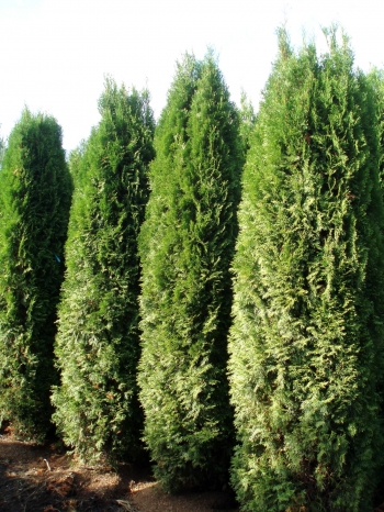 Emerald Arborvitae Tree