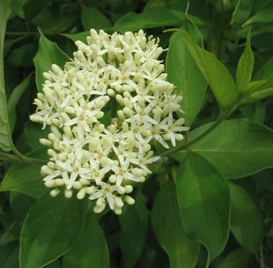 Silky+dogwood+shrub