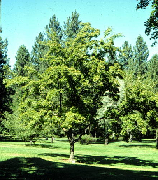 tatarian maple pictures