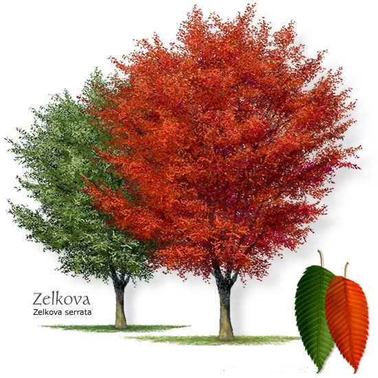 Zelkova+serrata+japanese+zelkova