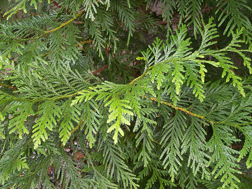 Green Giant Arborvitae