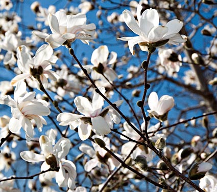 star magnolia tree pictures. Star Magnolia Tree