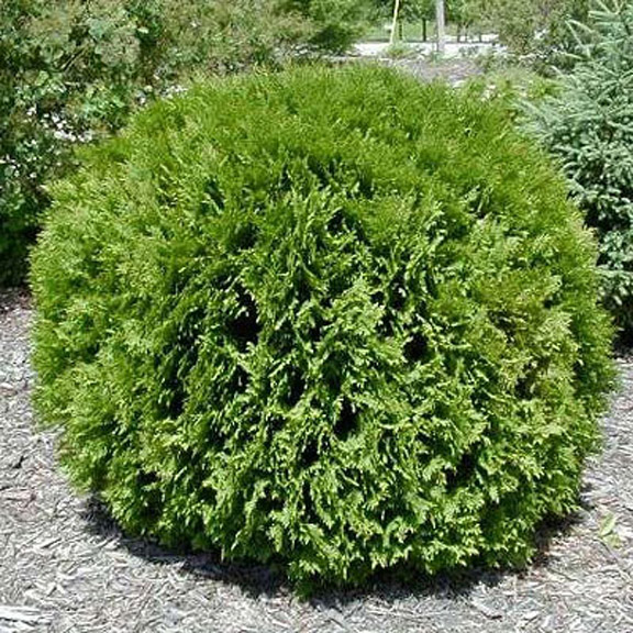 Woodward Globe Arborvitae