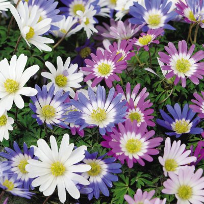 buy trees and shrubs online for less buy trees and shrubs online for less