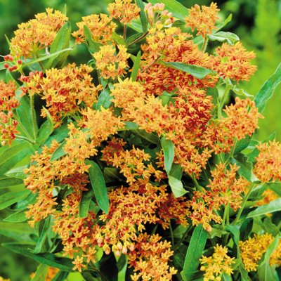 ... and Shrubs Online For Less : Butterfly Plant, Orang