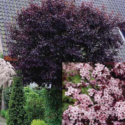 buy trees and shrubs online for less buy trees and shrubs online for less
