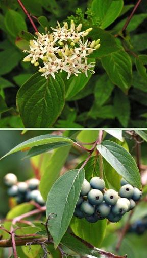 Buy Trees and Shrubs Online For Less : Silky Dogwood Tree