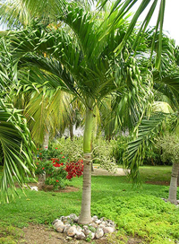 thummim farms inc unique rare tropical and exotic thummim farms inc unique rare tropical and exotic