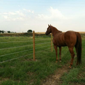 Finish-Line | High Tensile Polymer Fencing