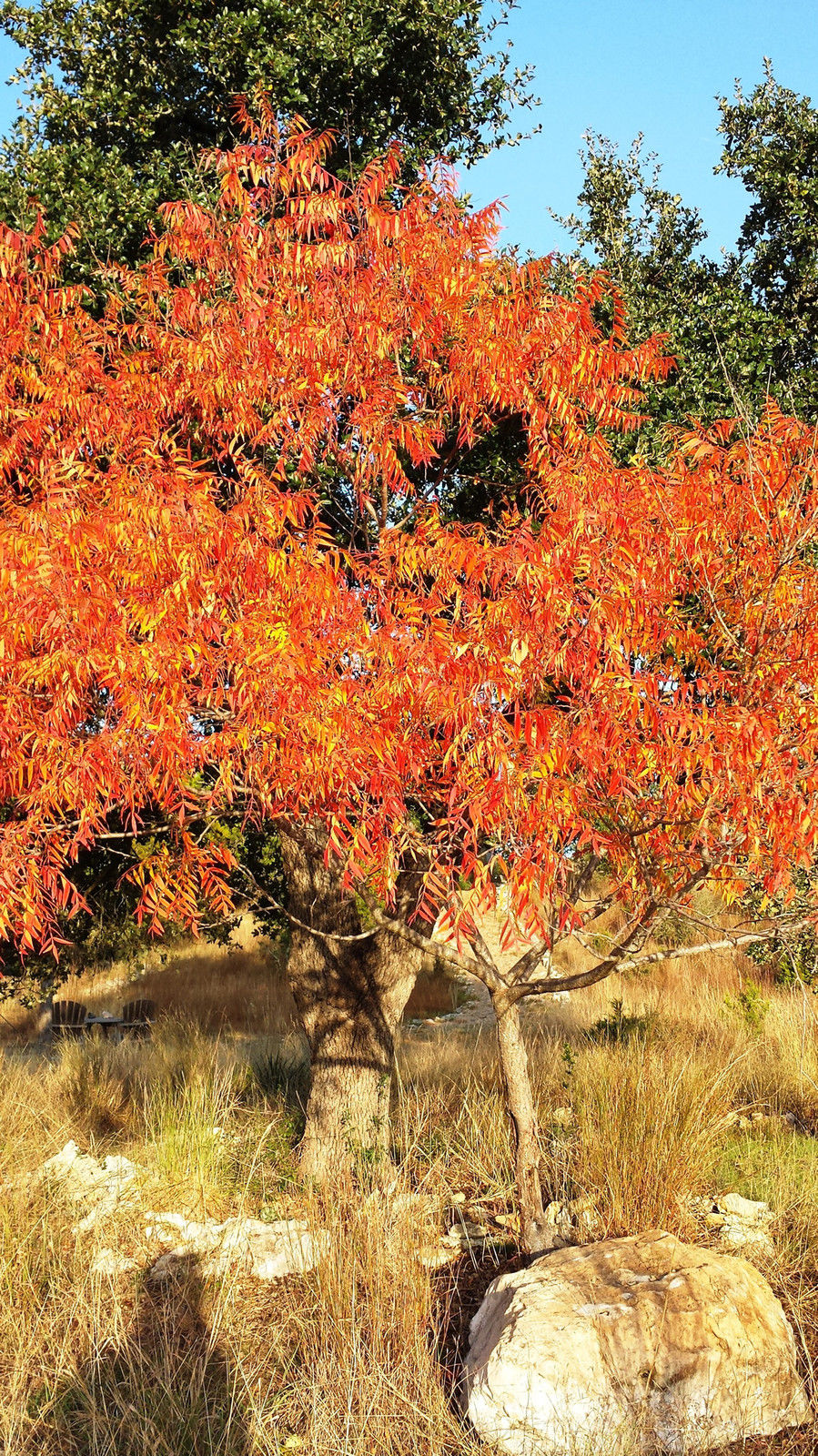 FLAMELEAF SUMAC SEEDS Rhus lanceolata, 15+ seeds w/ instructions