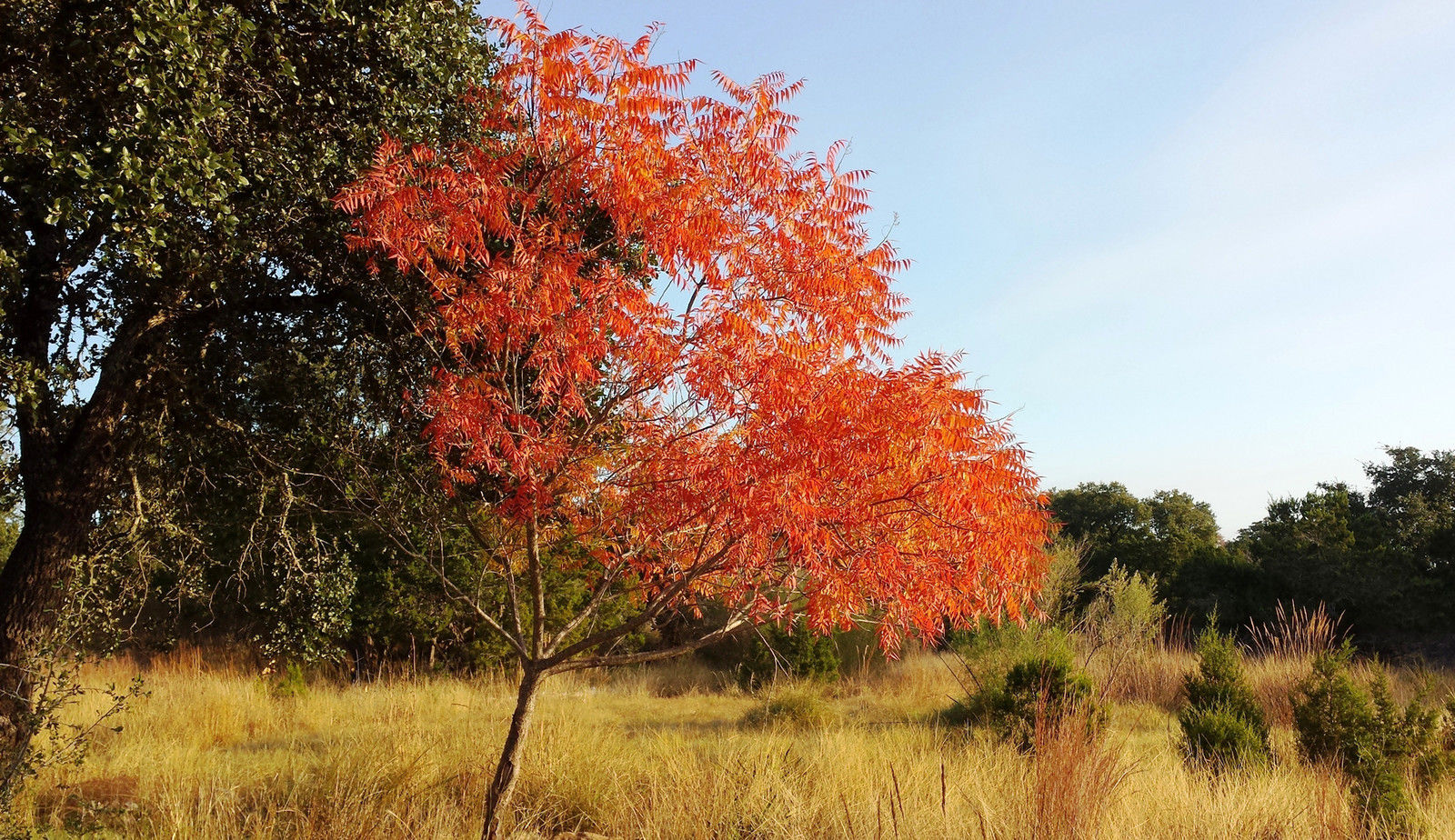 FLAMELEAF SUMAC SEEDS Rhus lanceolata, 15+ seeds w/ instructions