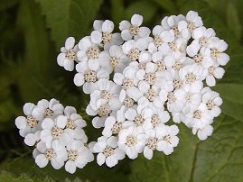 WEDDING YARROW ACHILLEA FAMILY PERENNIAL FLOWER SEEDS 