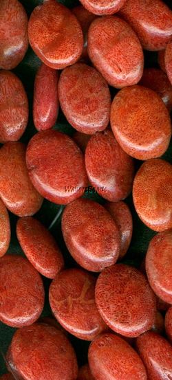 Smooth Sponge Sea Coral Oval Bean Beads 18MM   6