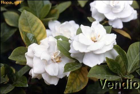 Image Hosting by Vendio
