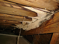 Mold photo