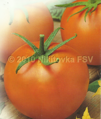 Tomato 