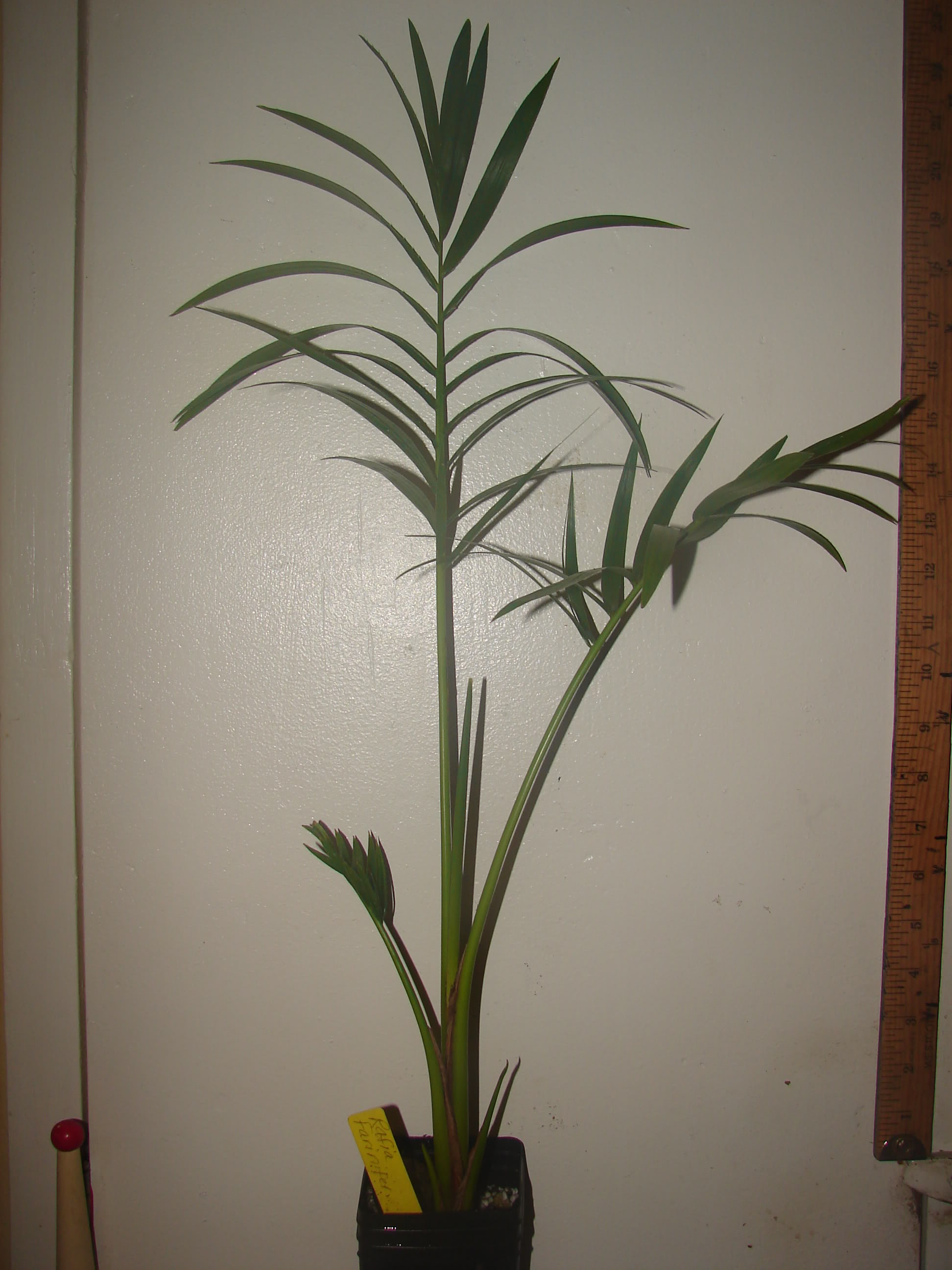 Raphia farinifera seedling offered for sale