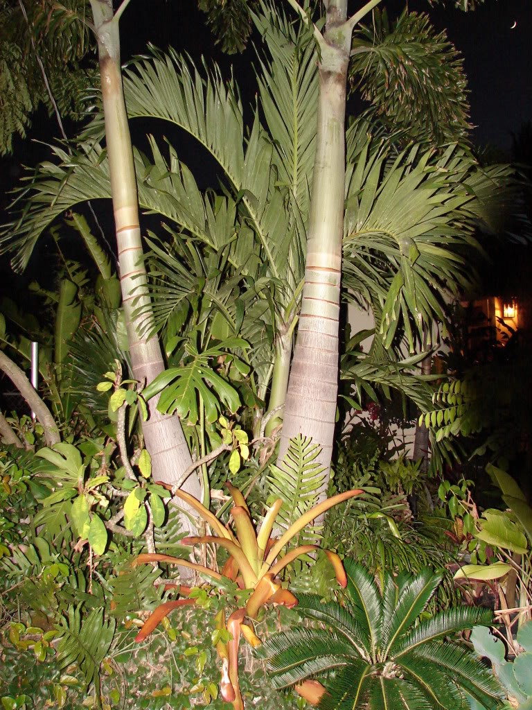 Tropical Palms and plants on grounds