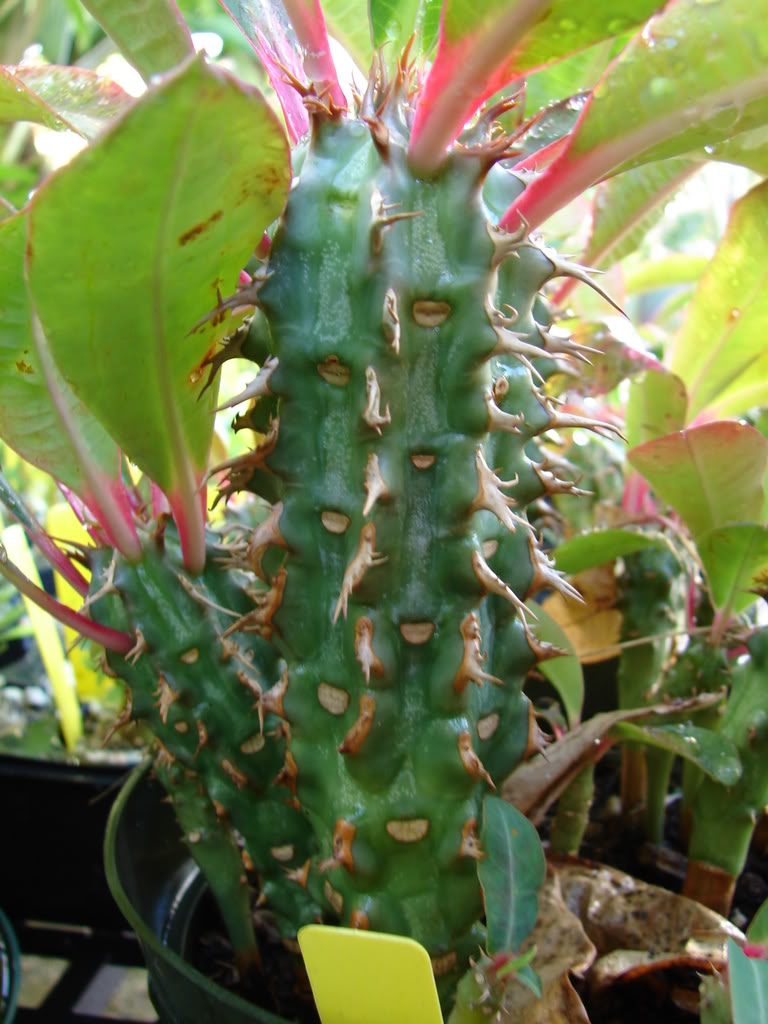 Euphorbia viguieri ankarafantsiensis
 picture by 7_Heads