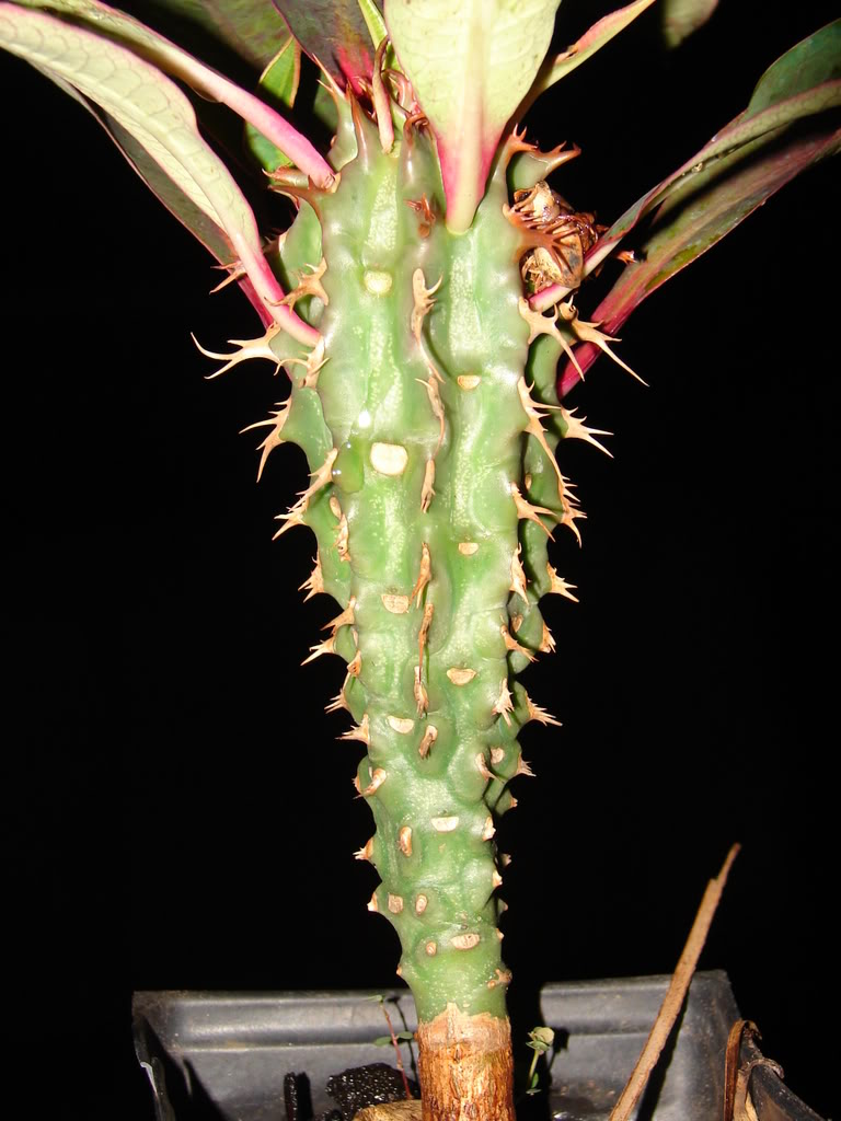 Euphorbia viguieri ankarafantsiensis plant for sale
 picture by 7_Heads