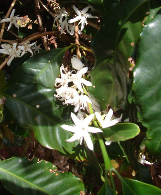 Waialua Coffee Flowers
 picture by 7_Heads