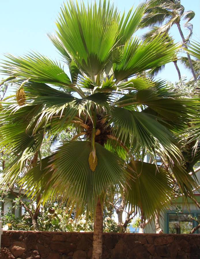 Pritchardia thurstonii is a handsome dwarf Fiji Fan Palm.